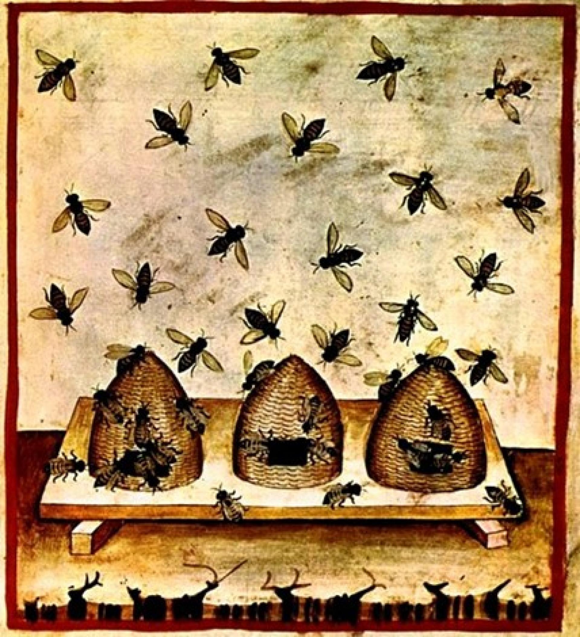 Lezing: De geschiedenis van honing